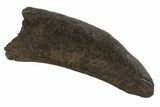 Fossil Pygmy Sperm Whale (Kogiopsis) Tooth #90425-1
